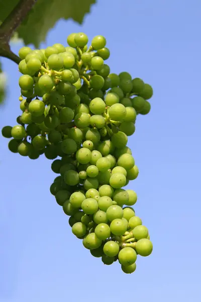 Weinreben Trauben Die Auf Bäumen Wachsen Obstbaumflora — Stockfoto