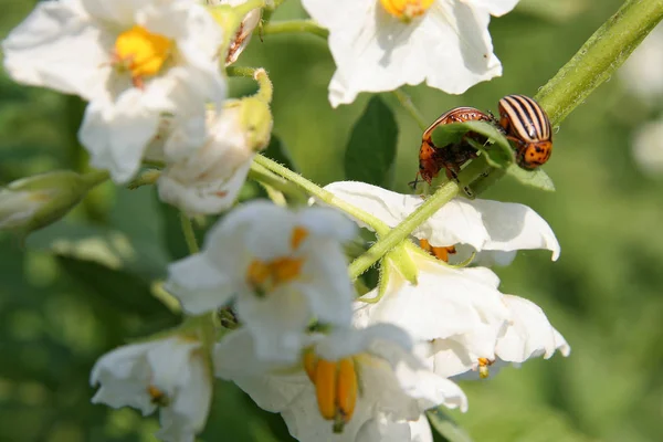 Primer Plano Error Naturaleza Salvaje — Foto de Stock