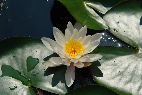 私の庭の池のユリの最初の花 — ストック写真