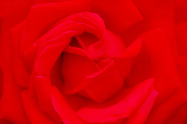 Dedicated Red Rose — Stock Photo, Image