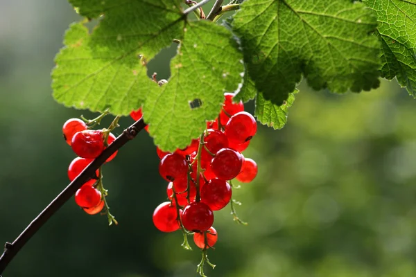 Grosellas Rojas Arbusto — Foto de Stock