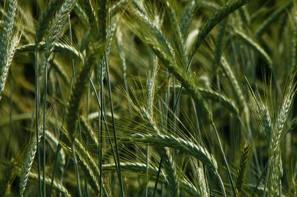 Landsliv Selektivt Fokus — Stockfoto