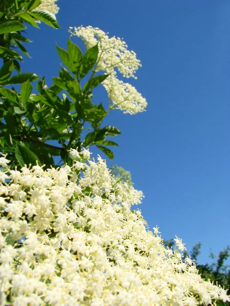Blommig Botanik Blomblad — Stockfoto