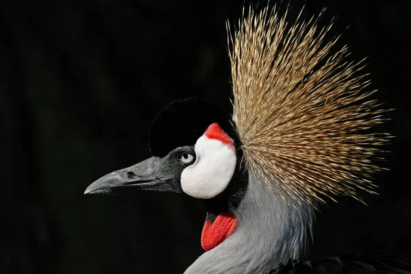 Panoramisch Uitzicht Prachtige Kroonkraanvogel — Stockfoto