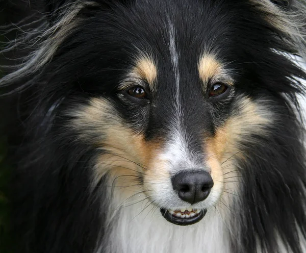 Portrét Psa — Stock fotografie