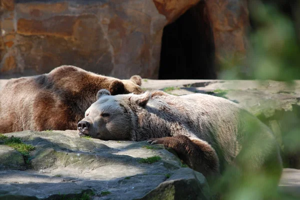 Медведь Спит Зоопарке — стоковое фото