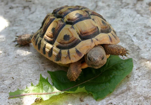 Sköldpadda Marken — Stockfoto