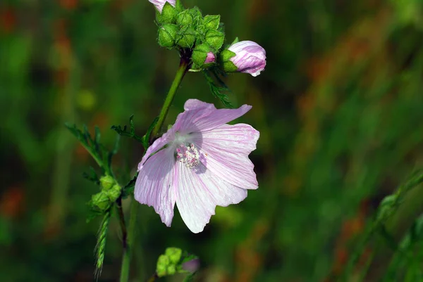 Vacker Botanisk Skott Naturlig Vägg — Stockfoto