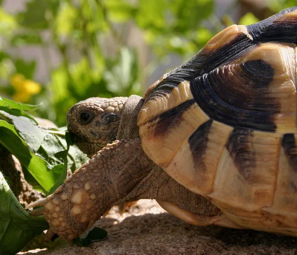 Tortuga Jardín — Foto de Stock