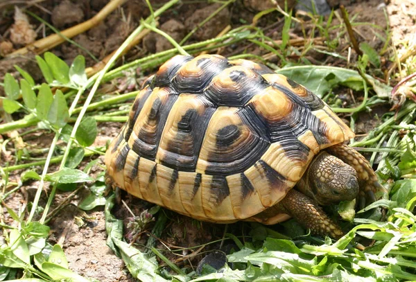 Sköldpadda Gräset — Stockfoto