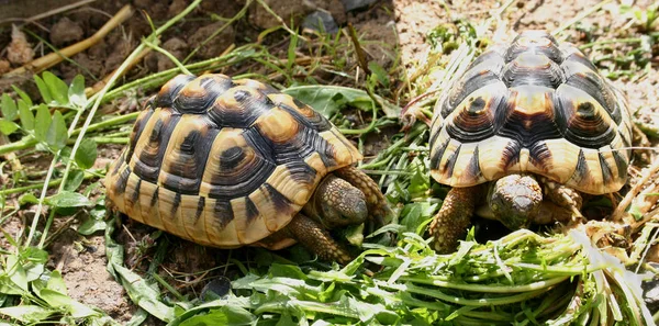 Schildpadden Dieren Natuur Fauna — Stockfoto