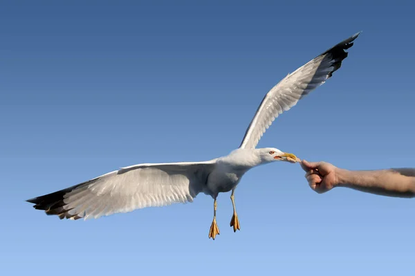 Hand Feeding Flying Moewe — Stock Photo, Image