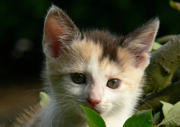 Portrait Cute Cat — Stock Photo, Image