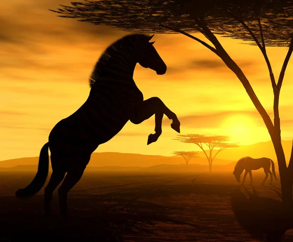 Входящая Большую Пятерку Типичная Страны Зебра Тигровая Лошадь — стоковое фото