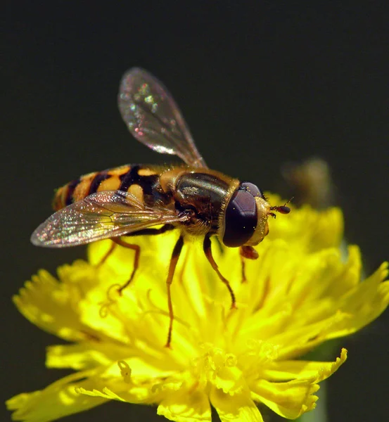 Hoverfly Sur Asclépiade Florentine Hieracium Piloselloides — Photo