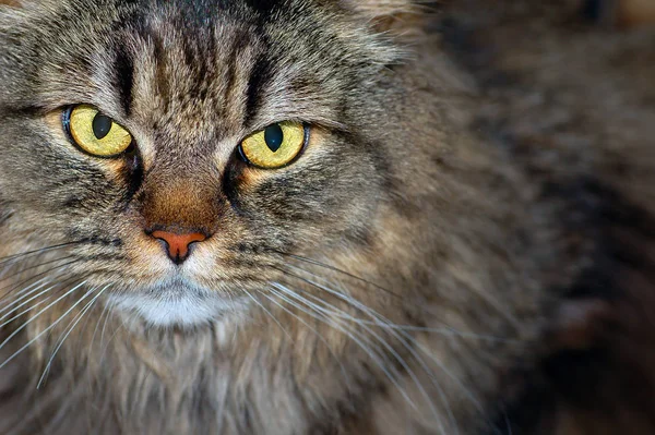 Perto Gato — Fotografia de Stock