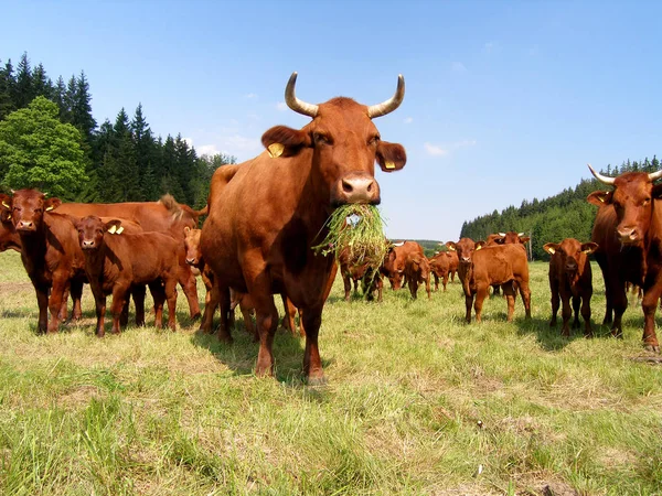 Ganado Doméstico Pasto —  Fotos de Stock