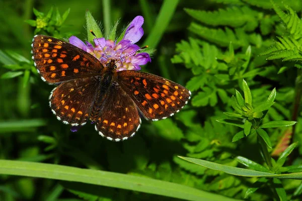 Vue Rapprochée Beau Papillon Coloré — Photo