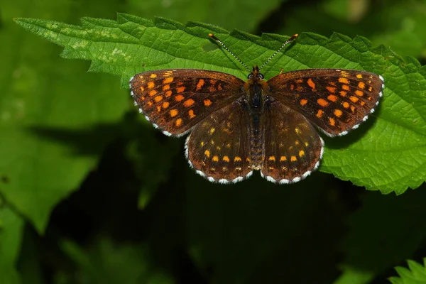 Fritillary Butterfly Insect Wings — Stock Photo, Image