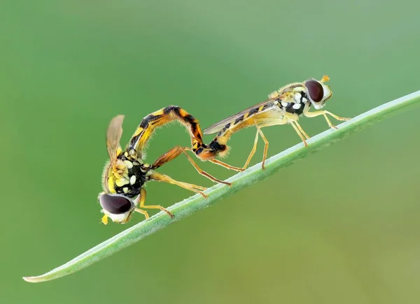 Close Bug Natureza Selvagem — Fotografia de Stock