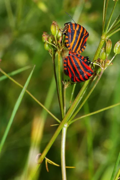 Gros Plan Bug Nature Sauvage — Photo