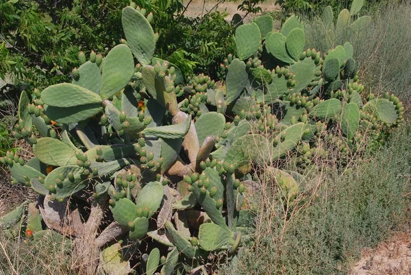Kaktusz Trópusi Növény Növény — Stock Fotó