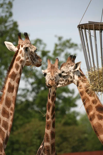 Animali Selvatici Flora Fauna Della Giraffa Bruna Natura — Foto Stock