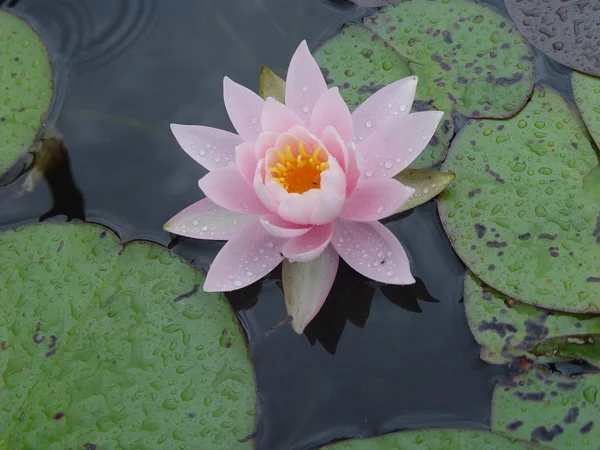 Closeup View Beautiful Lily Flower — Stock Photo, Image