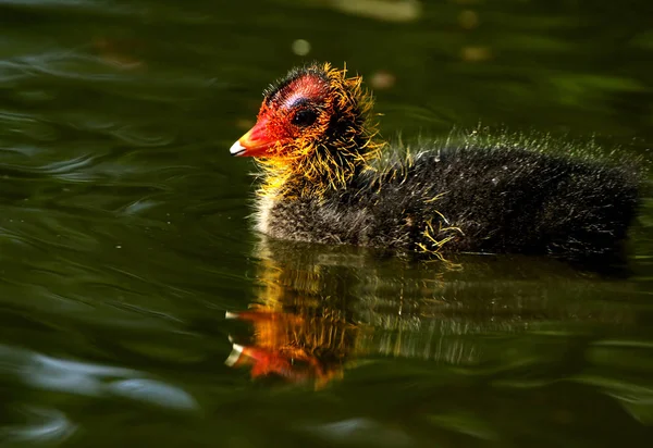 Jonge Dieren Selectieve Focus — Stockfoto