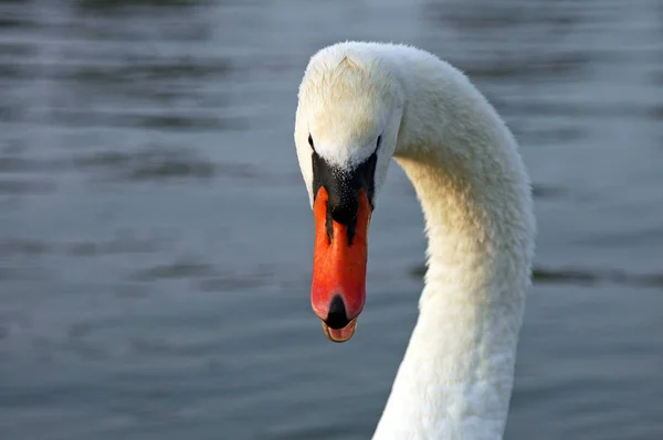 Als Blikken Konden Doden — Stockfoto