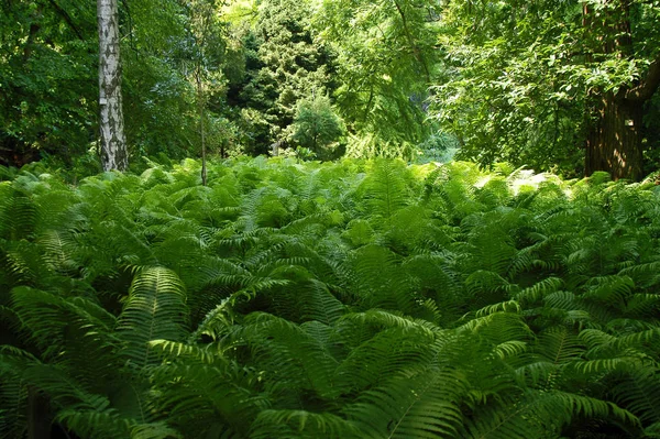 Хвойные Леса Папоротниками Зеленая Трава — стоковое фото