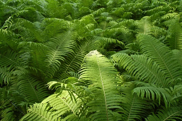 Hermoso Plano Botánico Fondo Pantalla Natural —  Fotos de Stock