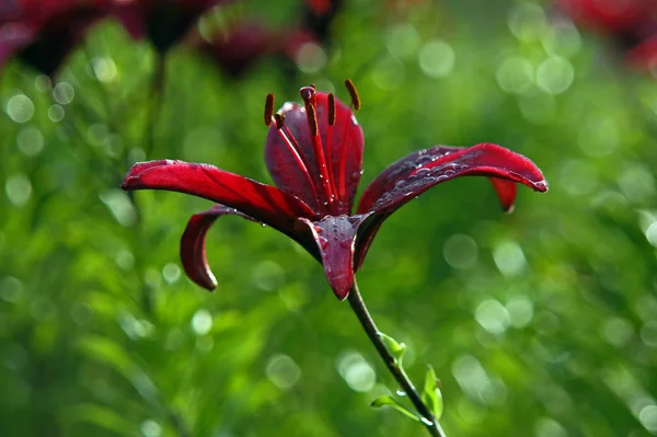 美丽的花朵 花卉概念背景 — 图库照片