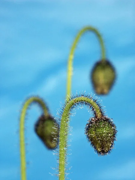 Tarlada Karahindiba Çiçeği — Stok fotoğraf