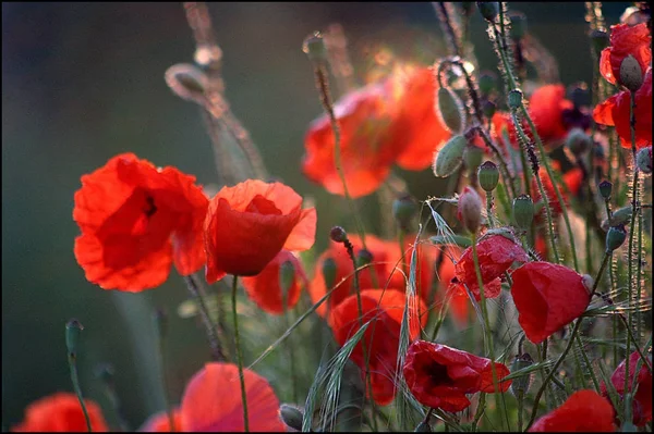 Vista Cerca Hermosas Flores Amapola Silvestre — Foto de Stock