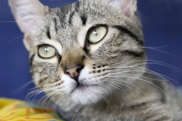 Retrato Gato Bonito — Fotografia de Stock