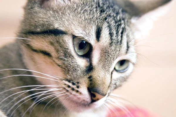 Hauskatze Heimtier — Stockfoto