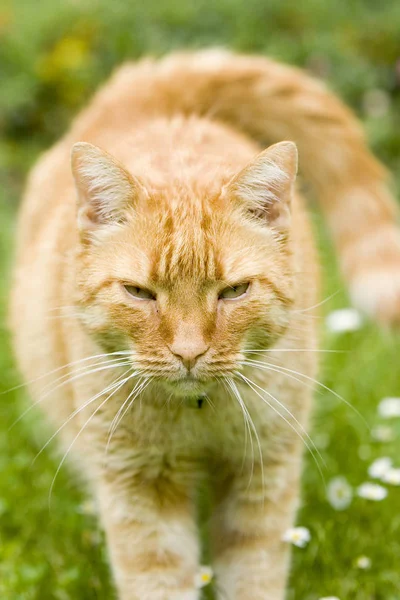 草丛中的红猫 — 图库照片