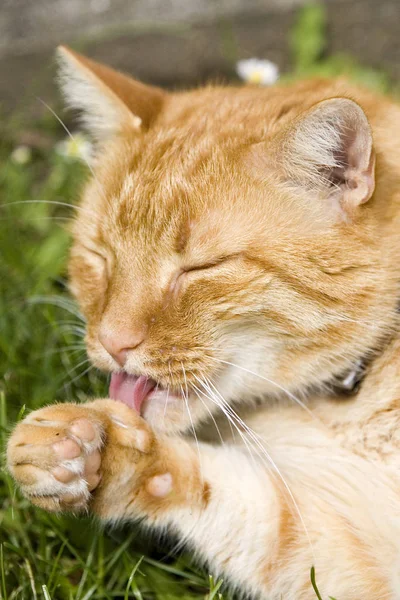 Rode Kat Dressing Het Gras — Stockfoto