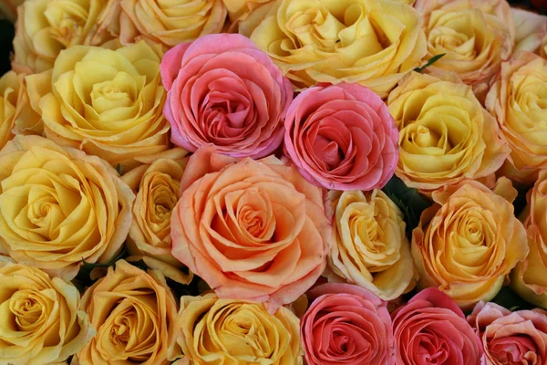 Vista Panorâmica Belas Rosas Florescendo — Fotografia de Stock