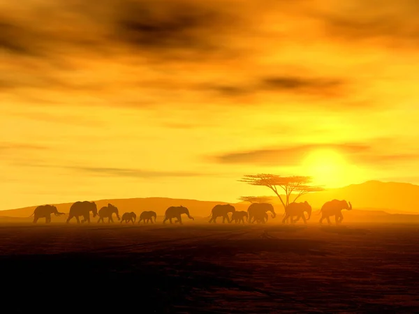Африканські Слони Пустелі — стокове фото