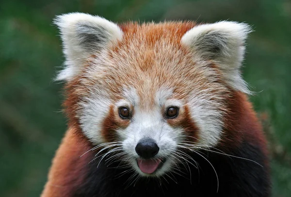 Pequeño Oso Panda Roja —  Fotos de Stock