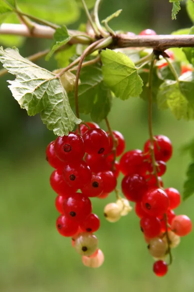 Bacche Ribes Rosso Frutti Acidi — Foto Stock