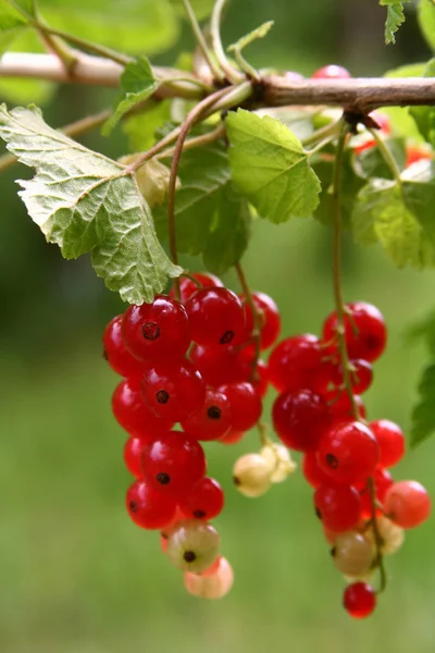 Groselhas Vermelhas Bagas Frutos Azedos — Fotografia de Stock