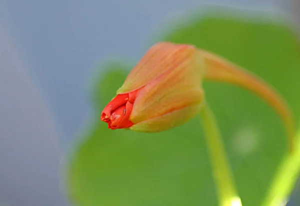 Blüte Blumen Blumigen Hintergrund — Stockfoto