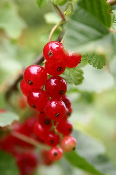 Rote Johannisbeeren Saure Früchte — Stockfoto