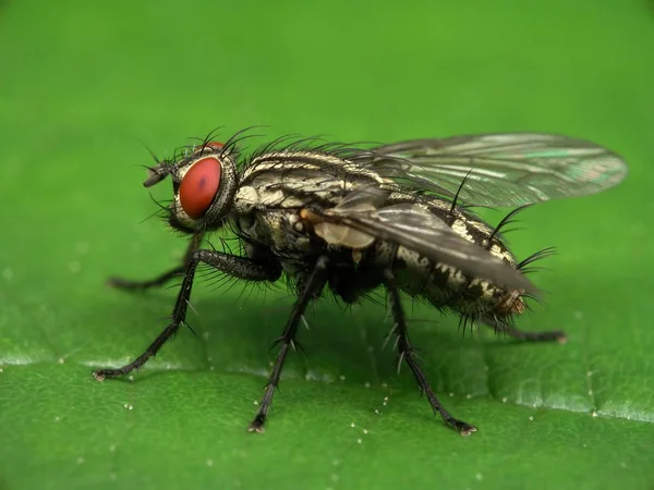 Primer Plano Error Naturaleza Salvaje — Foto de Stock