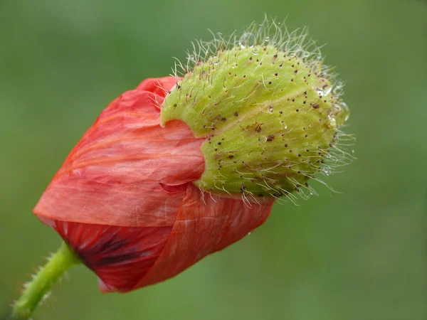 Close View Beautiful Wild Poppy Flowers — Stock Photo, Image