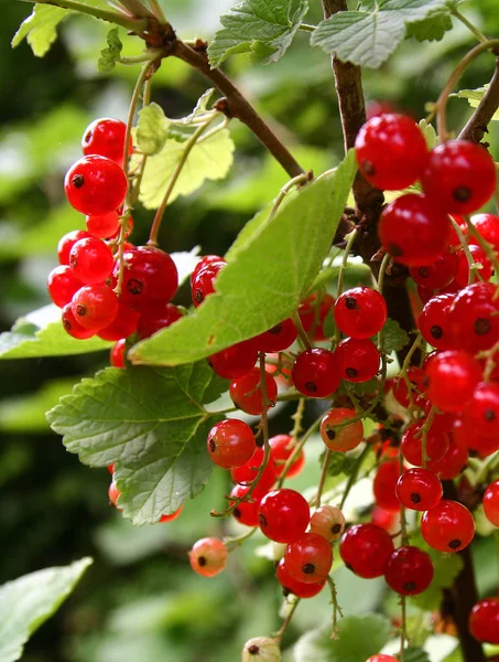 Groseille Rouge Dans Jardin — Photo