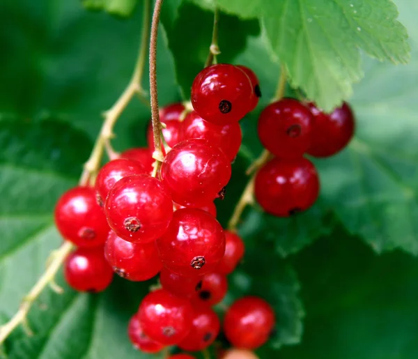 Berries Closeup Shot Healthy Food Concept — Stock Photo, Image